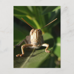 Carte postale Insecter