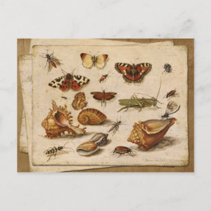 Carte Postale Insectes, coquillages et papillons