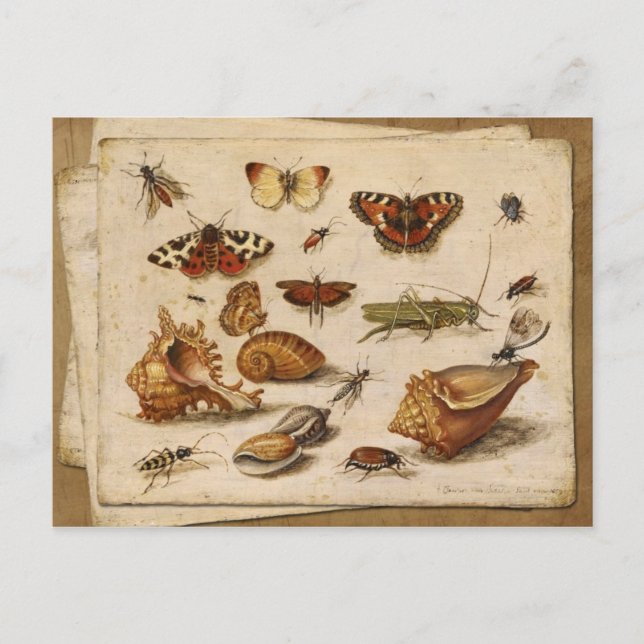 Carte Postale Insectes, coquillages et papillons (Devant)