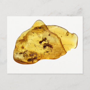 Carte Postale Insectes dans l'ambre