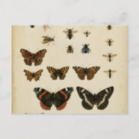 Insectes de jardin par Vision Studio