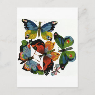 Carte Postale Insectes vintages ou des insectes, Belles papillon