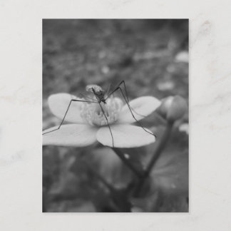 Carte Postale insektschwarzweiß