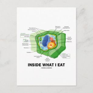 Carte Postale Inside What I Eat (Plant Cell Vegetarian Humor)