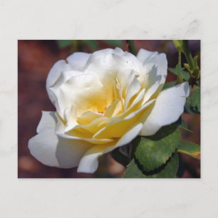 Carte postale Inspiration Blooming