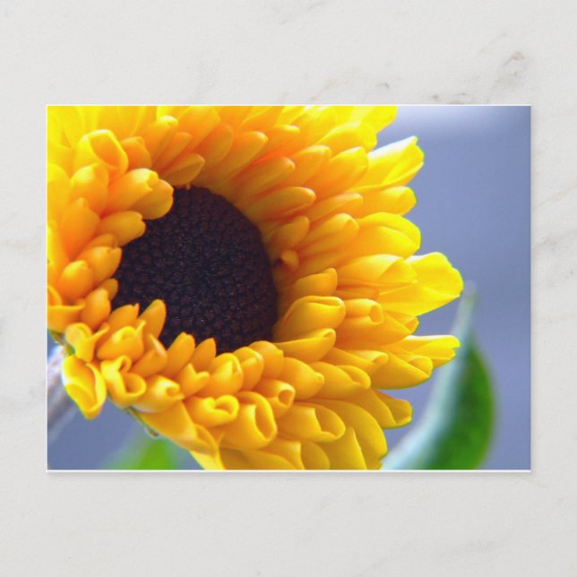 Carte Postale Inspirations saisonnières tournesol (Devant)
