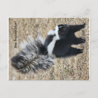 carte postale Instinkator Skunk
