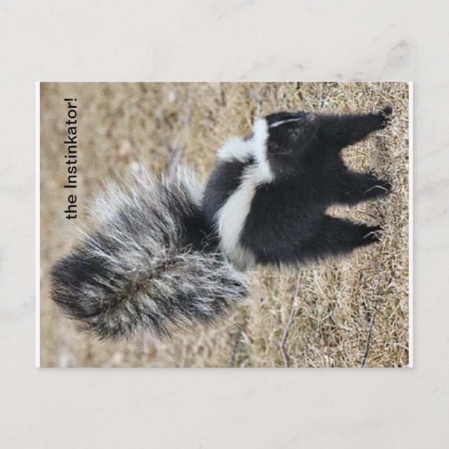carte postale Instinkator Skunk (Devant)