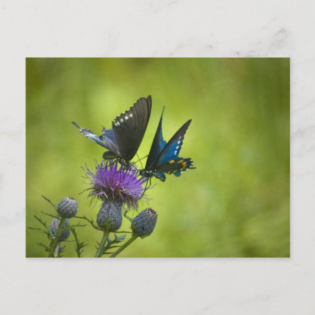 Carte Postale Interconnecté (Devant)