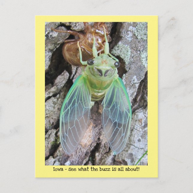 Carte Postale Iowa Cicada émerge d'une coquille (Devant)