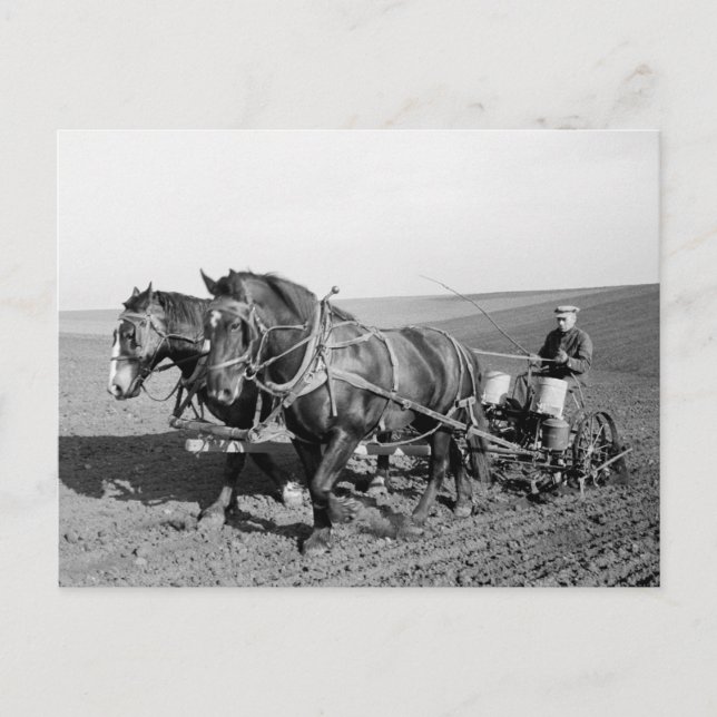 Carte Postale Iowa Corn Planter, années 1940 (Devant)