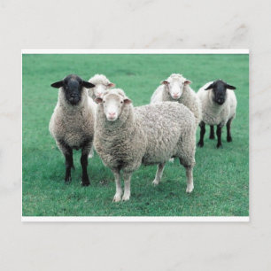 Carte Postale Iowa Sheep