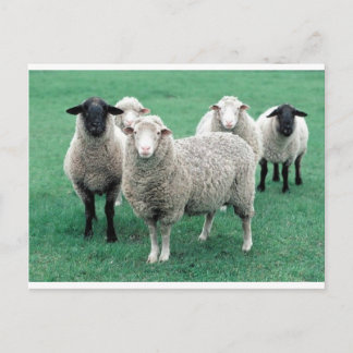 Carte Postale Iowa Sheep