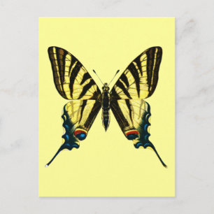 Carte postale Iphiclides podalirius