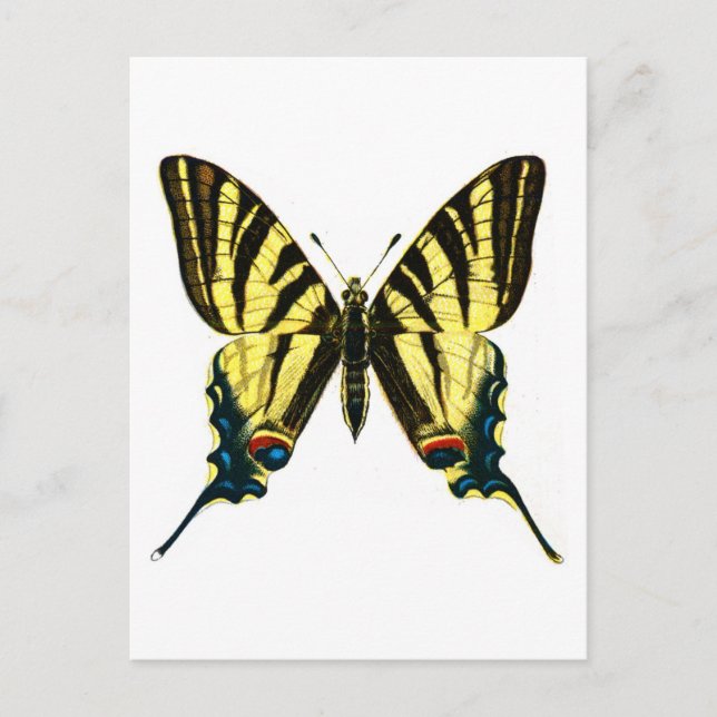 Carte Postale Iphiclides podalirius (Devant)