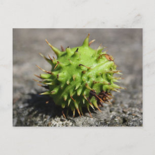 Carte postale iPhone Chestnut Cheval