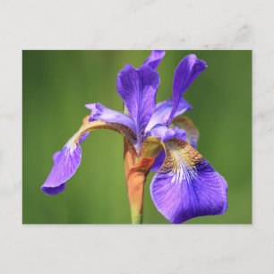 Carte Postale iris