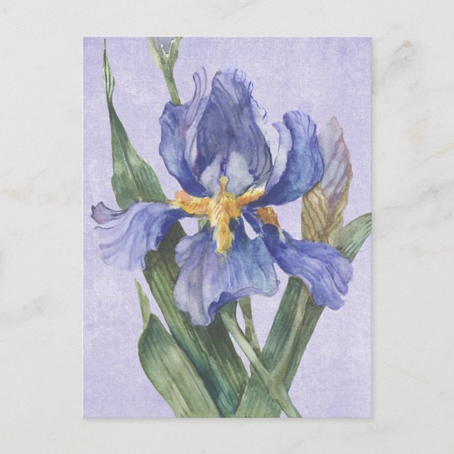 Carte Postale Iris (Devant)