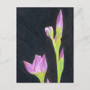 Carte postale Iris