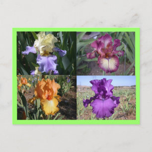 Carte postale Iris