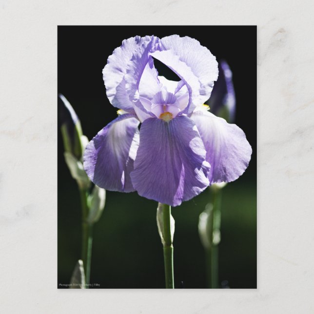 Carte Postale Iris 8393 Violet (Devant)