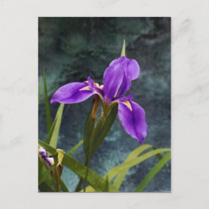 Carte Postale Iris à eau