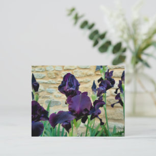 Carte Postale Iris à poils