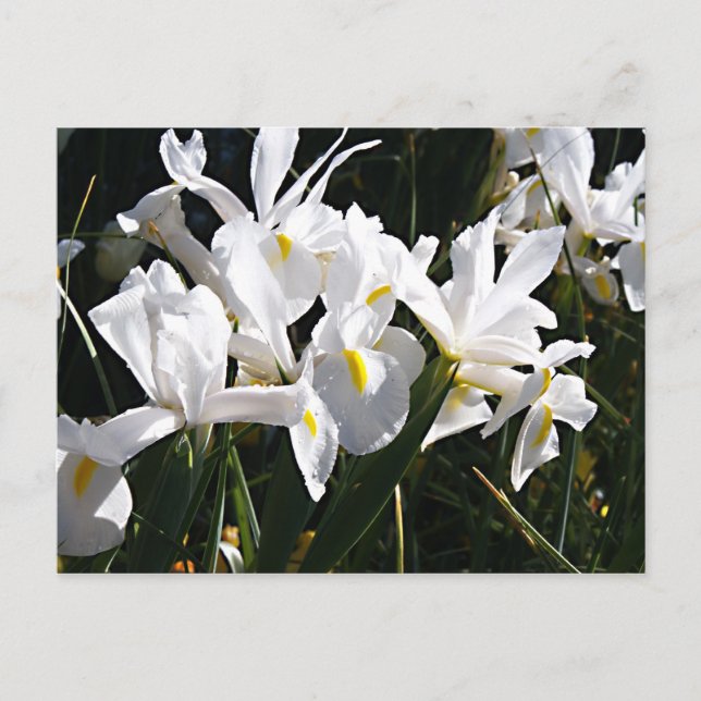 Carte Postale Iris à poils (Devant)
