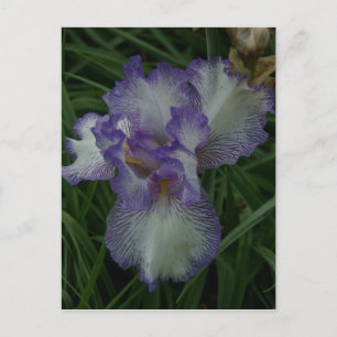 Carte Postale Iris à poils