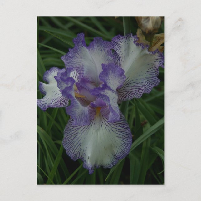 Carte Postale Iris à poils (Devant)