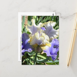 Carte postale Iris à poils violet et blanc
