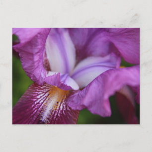 Carte Postale Iris allemands à poils