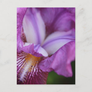 Carte Postale Iris allemands à poils