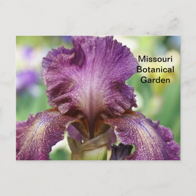 Carte Postale Iris au Missouri Botanical Garden (Devant)