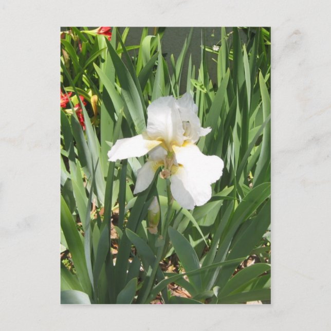 Carte Postale Iris blanc (Devant)