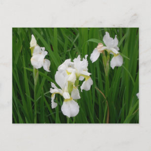 Carte Postale iris blanc