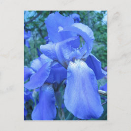 Carte Postale Iris bleu