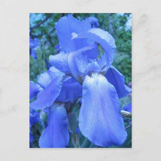 Carte Postale Iris bleu (Devant)