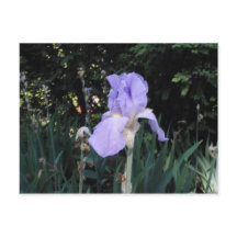 Iris bleu