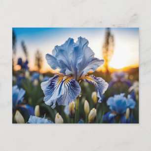 Carte Postale Iris bleu et blanc pendant l'heure d'or