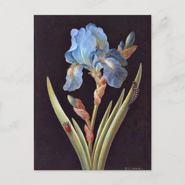 Carte Postale Iris bleu (germanique) (Devant)