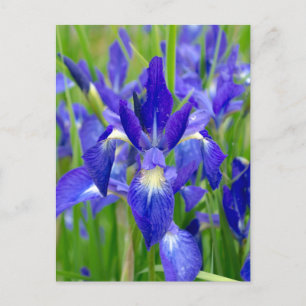 Carte postale Iris bleu vif