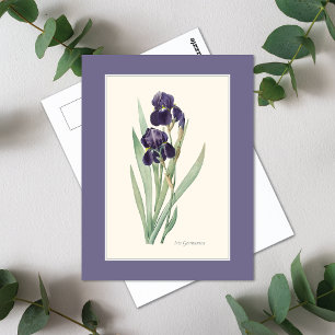 Carte Postale Iris Botanical Redoute