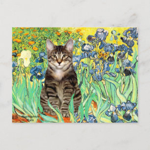 Carte Postale Iris - Chat tigré tabby 30