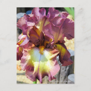 Carte Postale Iris "Chocolate Royal" [Carte postale]