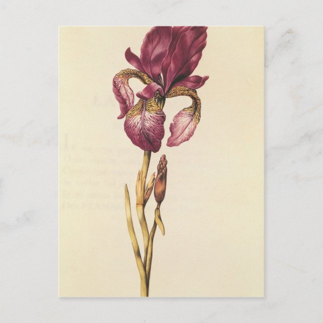 Carte Postale Iris, de 'La Guirlande de Julie', c.1642 (Devant)