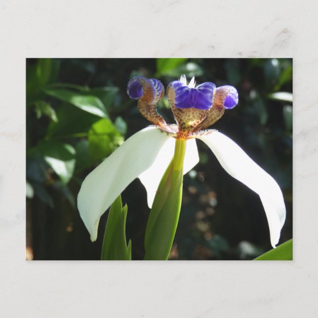 Carte postale "Iris des marais 2." (Devant)