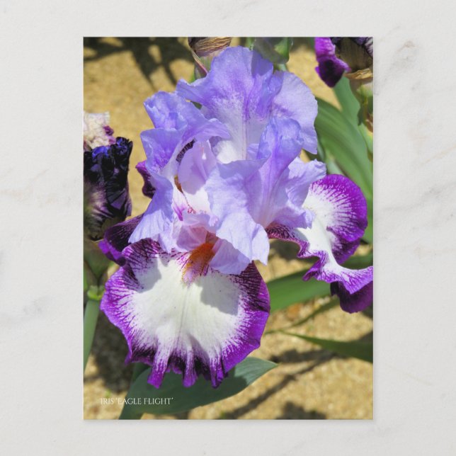 Carte Postale Iris ‘Eagle Flight’ [Carte Postale] ポ Rechercher ー (Devant)