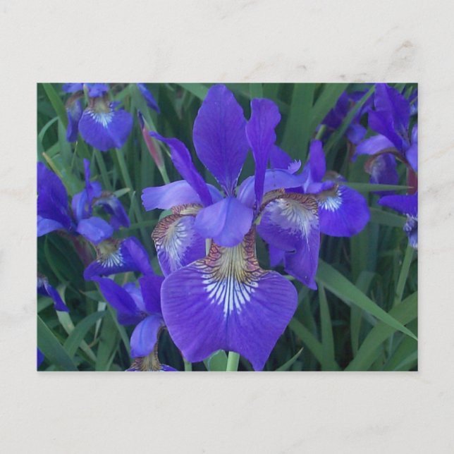 Carte Postale Iris en bois (Devant)