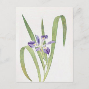Carte Postale Iris Foliosa par William Dykes